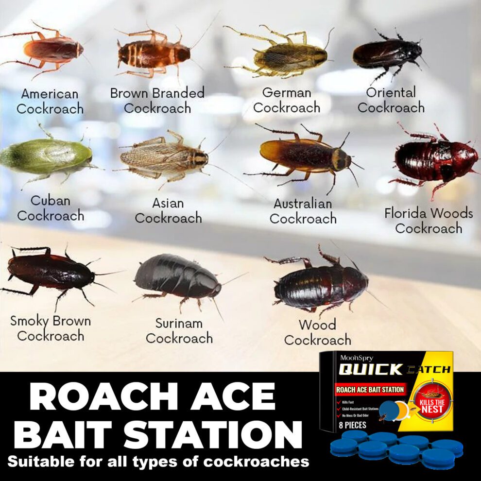 MoonSpry Natural Roach Bait - Gentle Daily Care for Pest-Free Homes - Image 4